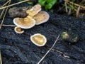 Small inedible mushrooms covered with lint in the forest on an old stump, macro