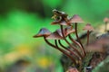 Small inedible mushrooms Royalty Free Stock Photo