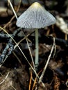 Small inedible mushrooms in the forest among grass and fallen leaves, macro Royalty Free Stock Photo