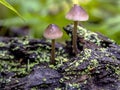 Small inedible mushrooms like umbrellas in the forest in an old stump, macro Royalty Free Stock Photo