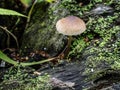 Small inedible mushrooms like umbrellas in the forest in an old stump, macro Royalty Free Stock Photo