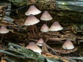 Small inedible mushrooms like umbrellas in the forest in an old stump, macro Royalty Free Stock Photo