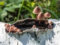 Small inedible mushrooms like umbrellas in the forest in an old stump, macro Royalty Free Stock Photo