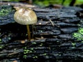 Small inedible mushrooms like umbrellas in the forest in an old stump, macro Royalty Free Stock Photo