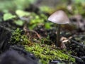 Small inedible mushrooms like umbrellas in the forest in an old stump, macro Royalty Free Stock Photo