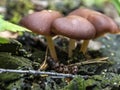 Small inedible mushrooms like umbrellas in the forest in an old stump, macro Royalty Free Stock Photo