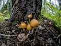 Small inedible mushrooms like umbrellas in the forest in an old stump, macro Royalty Free Stock Photo