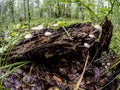 Small inedible mushrooms like umbrellas in the forest in an old stump, macro Royalty Free Stock Photo