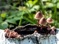 Small inedible mushrooms like umbrellas in the forest in an old stump, macro Royalty Free Stock Photo