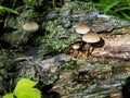 Small inedible mushrooms like umbrellas in the forest in an old stump, macro Royalty Free Stock Photo