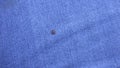 A small infectious tick crawling on jeans on a person`s leg, infections transmitted through tick bites, lime borreliosis