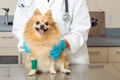 Small Injured Dog at V eterinarians Office