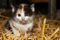 Small innocent kitten Royalty Free Stock Photo