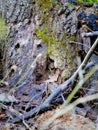 A small, inquisitive rodent peeks out from the safety of a moss-covered tree hollow in a forest. The rough texture of the bark and Royalty Free Stock Photo