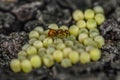 Small Insect aboud 3mm nursing eggs