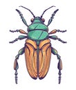 Small insect animal icon isolated