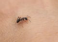 Small insect ant crawling on the skin of the human hand