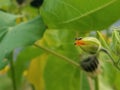 Small insect beetles on the unopened bloom of a mallow plant referred to as Indian Mallow