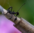 Small insect in black costum
