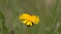 Small bug on the dandelion Royalty Free Stock Photo