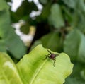 A small insect, bug caught on a green leaf Royalty Free Stock Photo