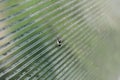 A small insect bug on the plastic glass. summer Royalty Free Stock Photo