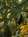 hanging worm bags attached to leaf twigs