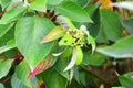 A small  insect is caught on a  leaf Royalty Free Stock Photo