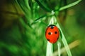 A small insect creeps along a branch