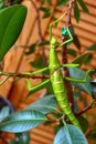 A small insect creeps up a tree.