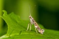 Gracillaria syringella micro moth