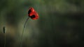 Small insect on a flower.Poppy tenderness.Red, small, wild flower. Royalty Free Stock Photo