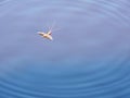 Insect fliying on lake