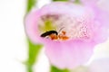 Small insect in Foxglove bell-shaped flower with many purple spots Royalty Free Stock Photo