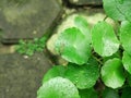 Tiny grasshoopers on a green round leaf hydrocotyl verticilata or whorled pennywort marshpennywort after rain