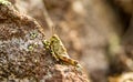 Small insect grasshopper on the volcanic stones. Royalty Free Stock Photo