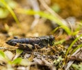 Small insect grasshopper on the yellow and green grass. Royalty Free Stock Photo