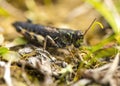 Small insect grasshopper on the yellow and green grass. Royalty Free Stock Photo
