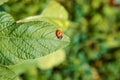 Small insect ladybird sits on a green leaf Royalty Free Stock Photo