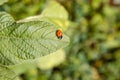 Small insect ladybird sits on a green leaf Royalty Free Stock Photo