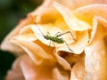 Small Insect And Watery Rose After A Rain