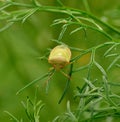 Small insect nezara viridula on fennel plant