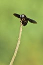 Small insect from paddy field Kottayam, Kerala, India