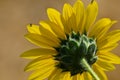 Small Insect Peeking Over the Top of a Sunflower Petal