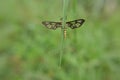 A small insect perched on a leaf in a grass field Royalty Free Stock Photo
