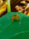 small insect portrait of a reliable jumping spider in transparent orange perched on taro leaves Royalty Free Stock Photo