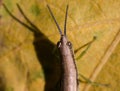 Small insect with shadow,yellow background Royalty Free Stock Photo