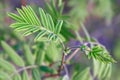 Small insect sits on a branch with young green leaves Royalty Free Stock Photo