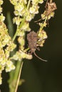 A small insect sits on a plant Royalty Free Stock Photo