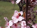 Small insect on the spring tree Royalty Free Stock Photo
